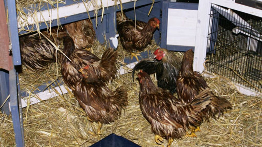  Zwischen Glasscherben und Müll sind 17 Hennen und ein Hahn in Stuttgart-Bad Cannstatt gefunden worden. Im Tierheim Stuttgart werden sie nun wieder aufgepäppelt. 