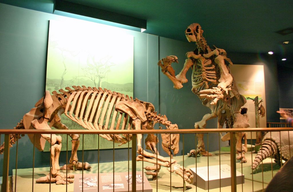 Rekonstruktion von zwei urzeitlichen Faultieren im Smithosian-Museum in Washington.