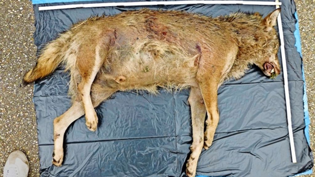 DNA-Untersuchung des Kadavers: Tatsächlich, es war ein Wolf