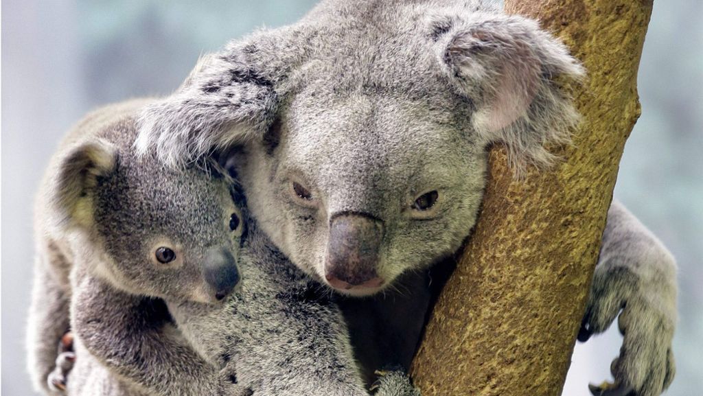 Mutige Rettungsaktion in Australien: Frau rettet schreienden Koala aus Buschfeuer
