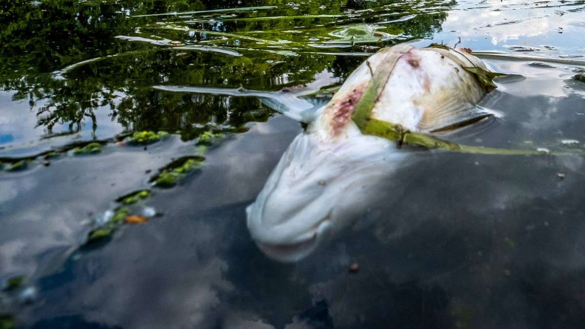 Bodenseekreis: Mehrere hundert tote Fische treiben in Fluss