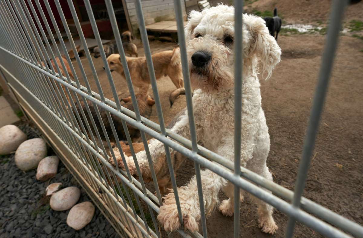 Überfülltes Tierheim in Filderstadt Nur noch sozial verträgliche Hunde