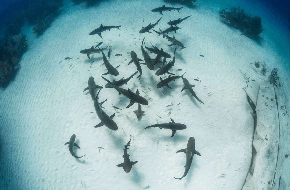 Ein Hai-Schwarm vor den Bahamas