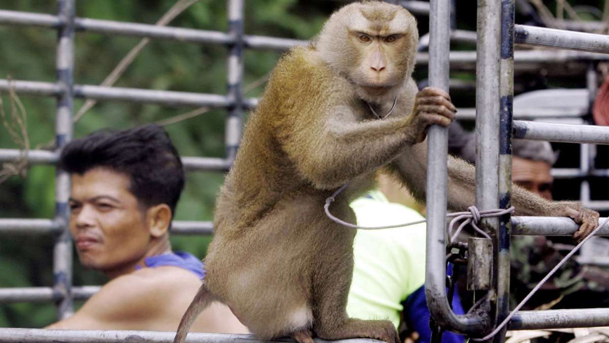 Kokosskandal in Thailand: Affen werden zur Nussernte eingesetzt – Attacke von Tierschützern