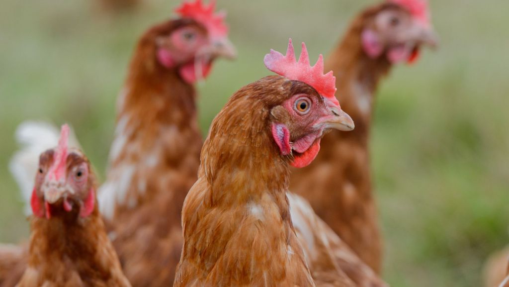Fragen Sie Dr. Ludwig: Warum schauen Hühner manchmal so gefährlich?