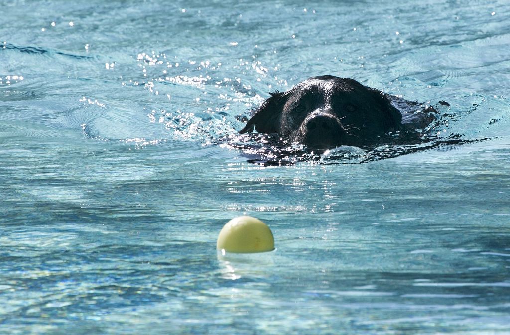 Die Profischwimmer unter den Vierbeiner sind die Labradore.