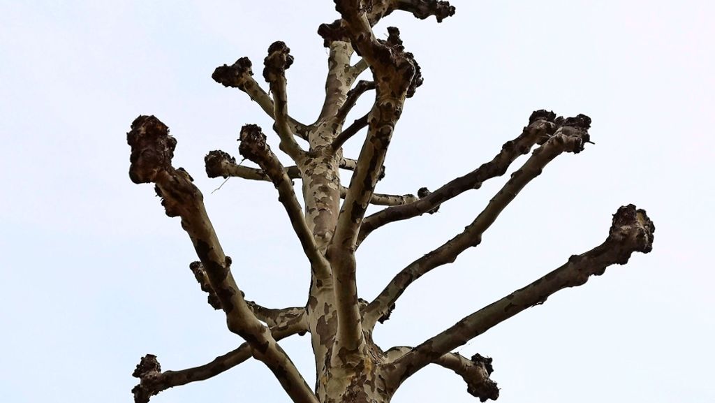 Baumpflege in Fellbach: Kahlschnitt bei 70 Platanen regt Nachbarn auf