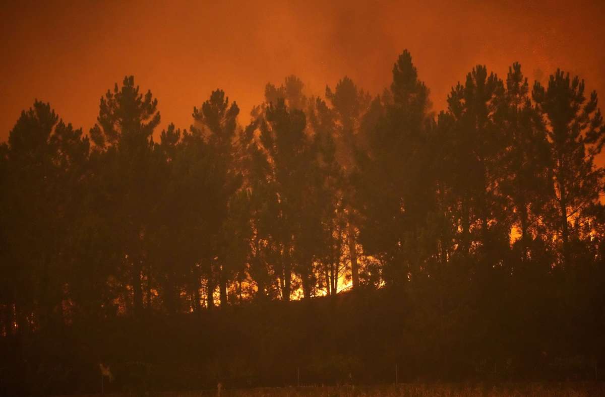 Ein Waldbrand erreicht eine Reihe von Pinienbäumen im portugiesischen Dorf Bemposta in der Nähe von Ansiao.
