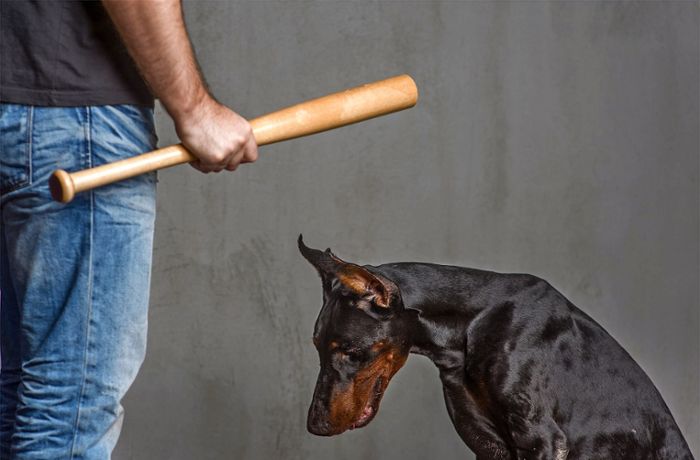 Tierquälerei und häusliche Gewalt: Geprügelter Hund, geschlagenes Kind?