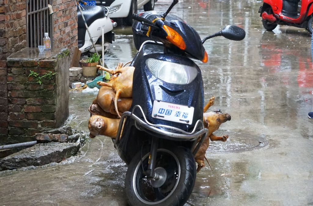 Hundekarkassen, die auf einem Roller transportiert werden – nach europäischen Hygienestandards ein Unding.