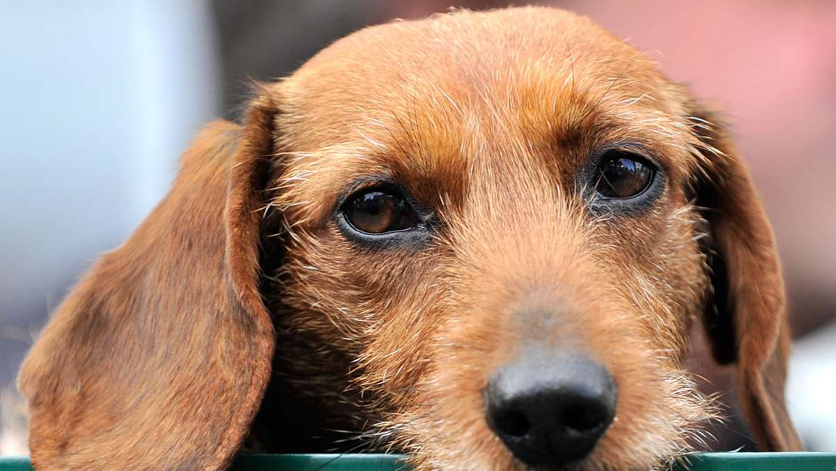 Hundesteuer im Kreis Göppingen: Manche Kommune langt kräftig zu