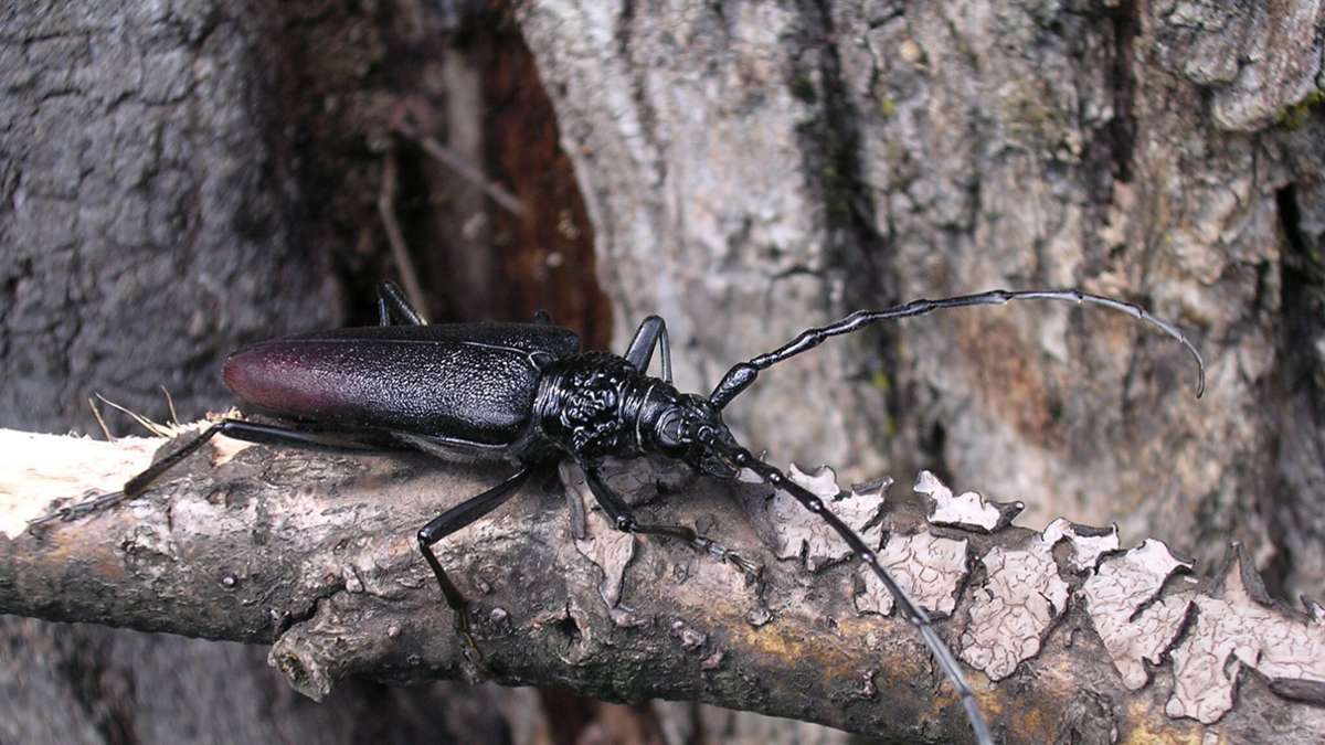 Heldbock: Förster entdeckt fast ausgestorbenen Käfer