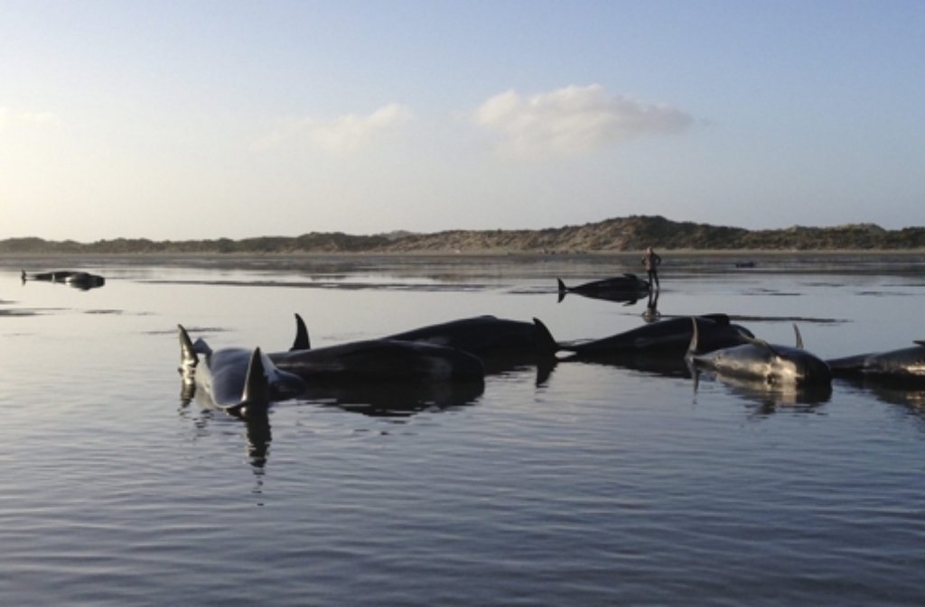 Trauriger Anblick: Gestrandete Wale vor der Küste Neuseelands.