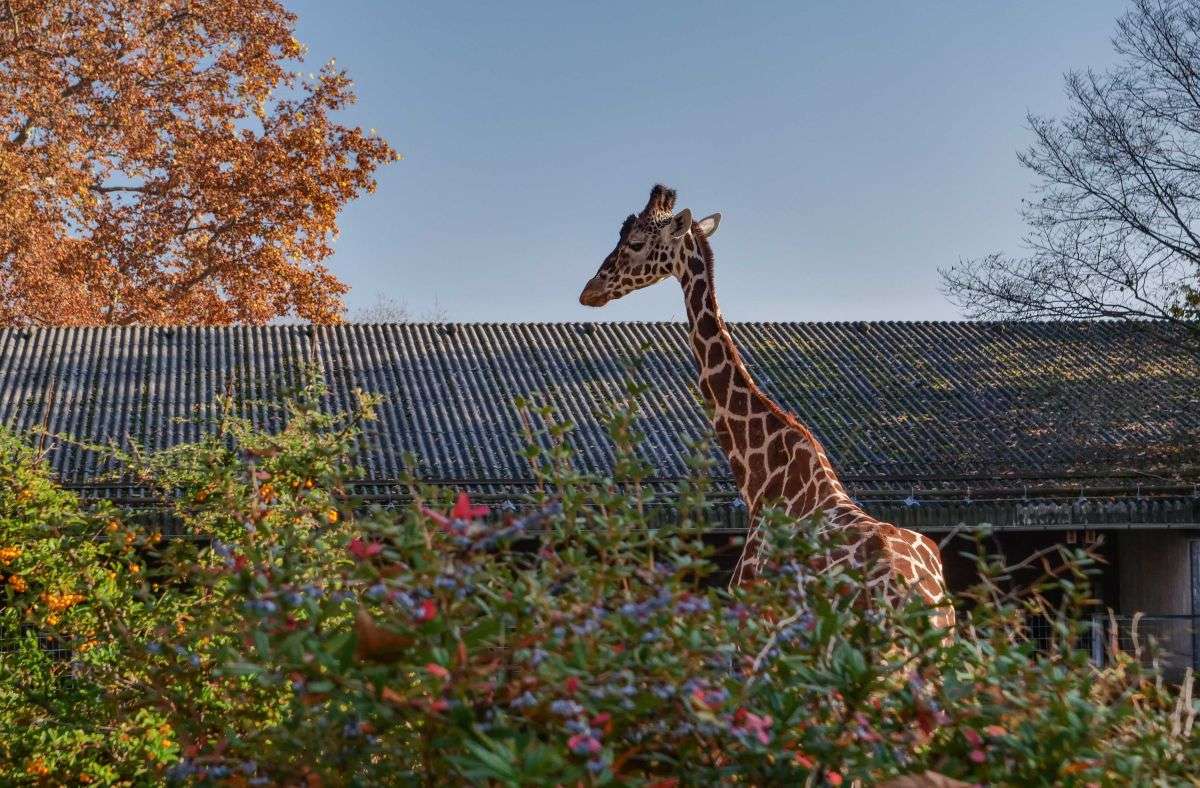 Über den Dingen: Die Giraffe fühlt sich vom Lockdown nicht gestört.