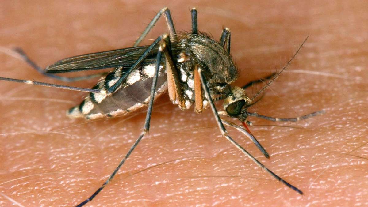  Stechmücken werden nach Forscherangaben immer gefährlicher. Nicht nur die eingewanderten exotischen Arten können Krankheitserreger übertragen. Heimische Stechmücken verbreiten inzwischen das aus Afrika stammende West-Nil-Virus. 