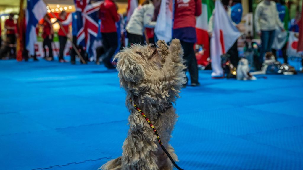 Haustiermesse Animal in Stuttgart: Hunde tanzen um den WM-Titel