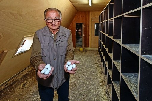 Die Gips-Eier, die Roland Zimmermann den brütenden Tauben unterschiebt (links), sind  kaum  von den eigentlichen Eiern zu unterscheiden. Foto: factum/Bach