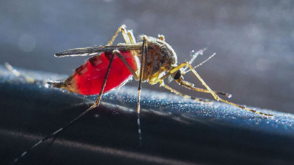 Insekten in Deutschland: Kommt jetzt die Mückenplage?