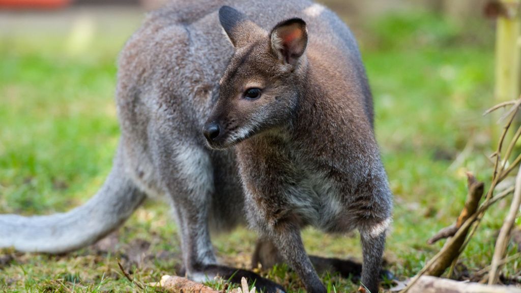 China: Besucher in Zoo tötet Känguru mit Steinen