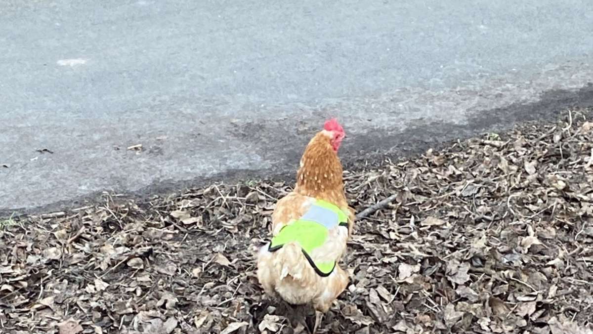  Hühner in maßgeschneiderten Warnwesten? Diese Entdeckung macht eine Autofahrerin am Mittwoch in Rheinland-Pfalz. Die tierische Bekleidung dient aber nicht der Sicherheit im Straßenverkehr. 