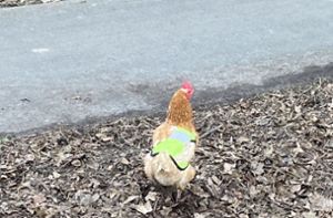 Hühner in Warnwesten auf Landstraße unterwegs