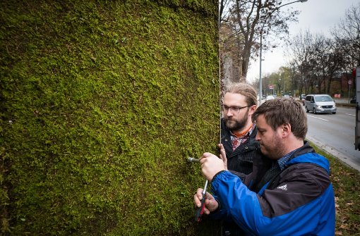 Mitarbeiter der Stadt Stuttgart stellen an der Cannstatter Straße ein erstes Teststück einer Mooswand auf. Foto: Achim Zweygarth/dpa