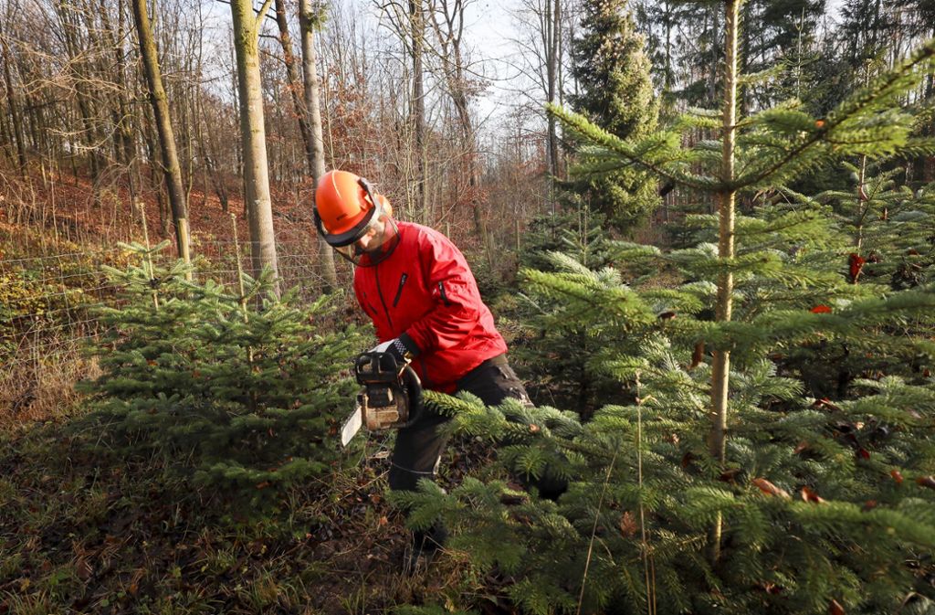 Wald im Winter: In Hemmingen werden heimische Weihnachtsbäume aus dem Forst geholt.