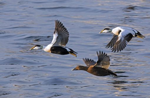 Insbesondere Wasservögel – wie die Eiderenten im Foto – gelten als infektionsgefährdet. (Archivbild) Foto: IMAGO/imagebroker/IMAGO/imageBROKER/alimdi / Arterra
