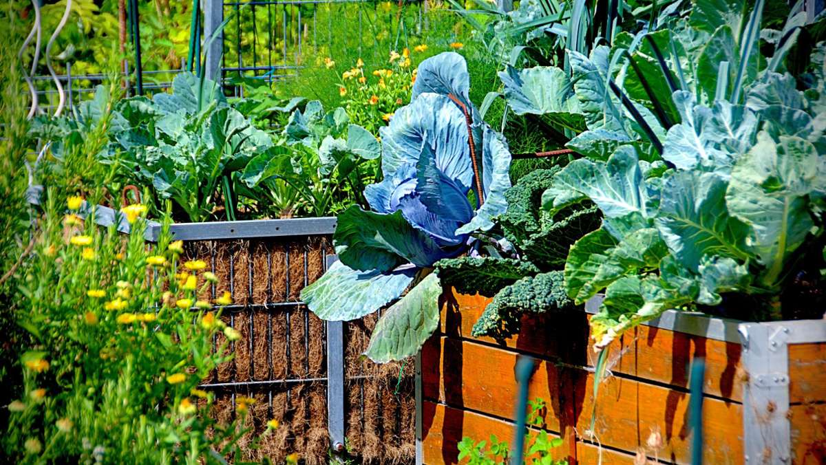Selbstversorger: Kräuter und Gemüse aus dem eigenen Garten