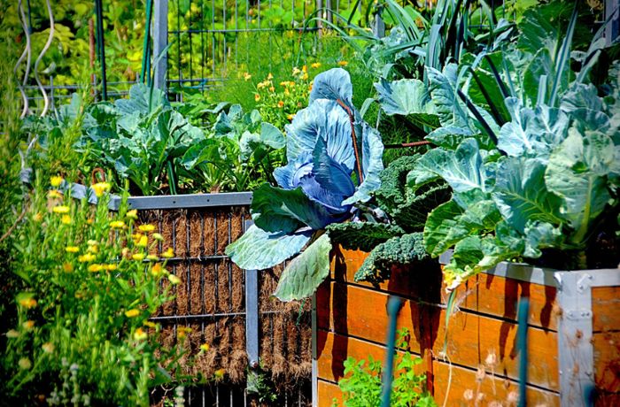 Selbstversorger: Kräuter und Gemüse aus dem eigenen Garten