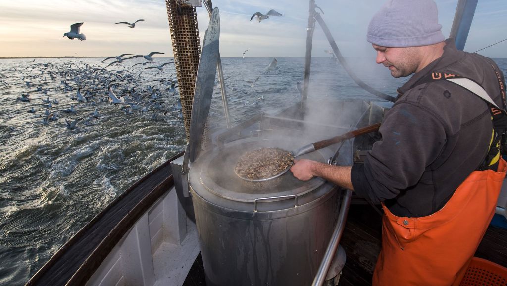  Die Nordsee erwärmt sich im Zuge des Klimawandels doppelt so stark wie die Ozeane. Das hat schon jetzt drastische Auswirkungen auf den Fischbestand. 
