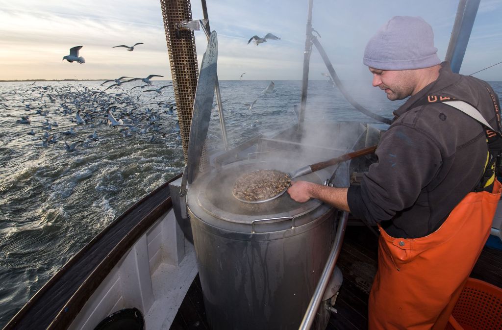 Schon jetzt sind Krabben in der Nordsee selten geworden. Foto: dpa
