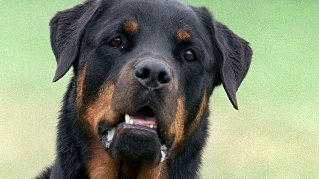 Hundebiss im Kreis Ludwigsburg: Rottweiler beißt Mädchen in den Rücken