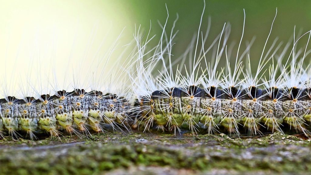 Schädlingsbekämpfung auf den Fildern: Mit Baumöl gegen die giftigen Raupen