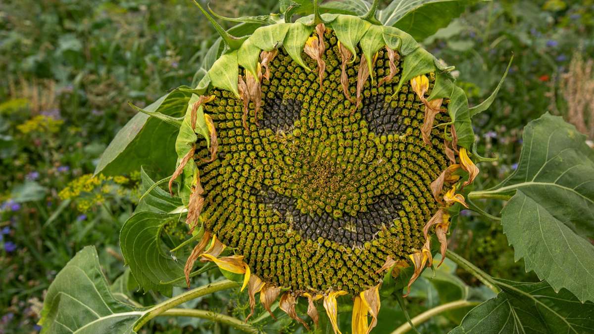  Im Juli und August ist Sonnenblumenzeit. Ein guter Anlass also, um die vielen Gesichter dieser Pflanze zu zeigen – sie kann nämlich nicht nur gut aussehen. 