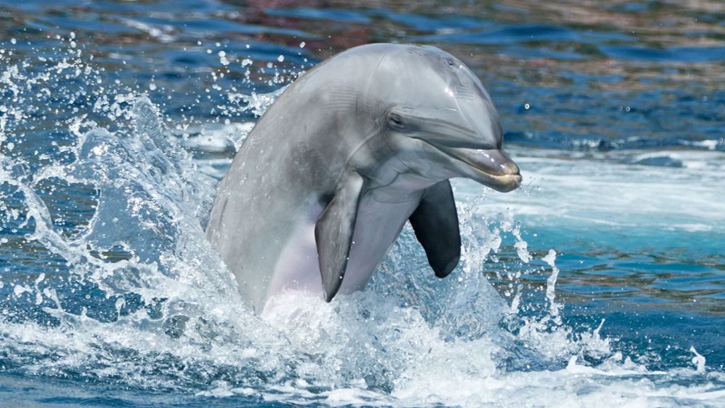 Bretagne: Liebestoller Delfin terrorisiert Badegäste