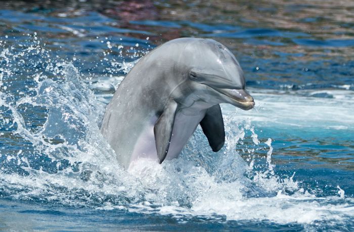 Liebestoller Delfin terrorisiert Badegäste