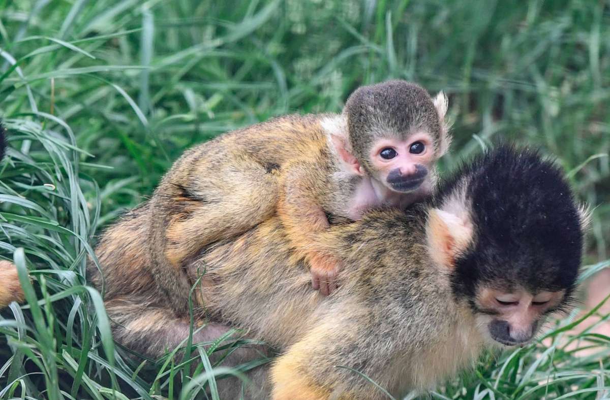 Instinktiv greifen die Affenbabys nach dem Fell der Mutter und klettern auf deren Rücken.