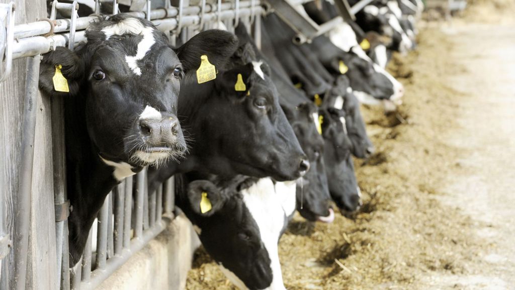  Der Preis für Milchprodukte ist abgestürzt. Bundesweit demonstrieren Milchbauern dagegen. Sie fühlen sich von der EU im Stich gelassen. Eine Aktion fand in Stuttgart statt. 