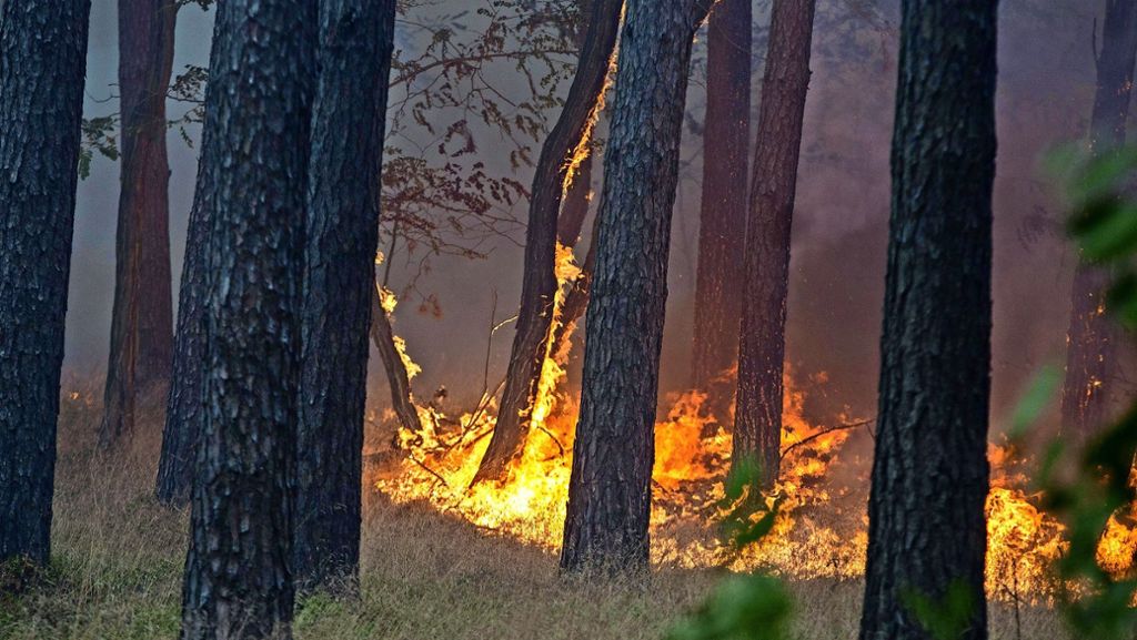 Trockenheit auf den Fildern: Die Waldbrandgefahr steigt jeden Tag