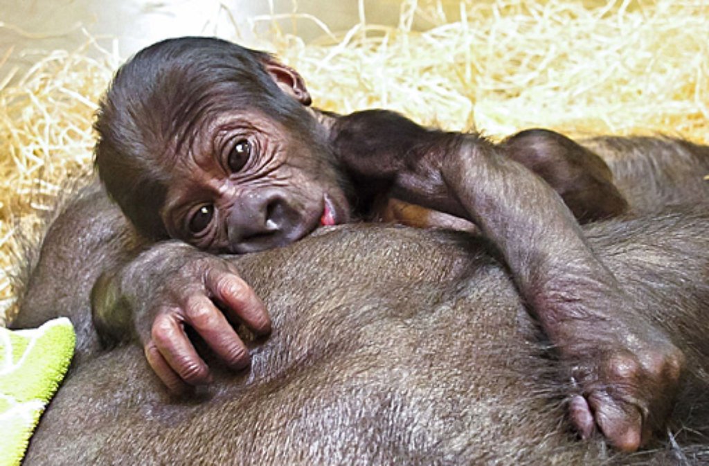 Gorilla-Baby Tano, nachdem er frisch in die Wilhelma gekommen war.