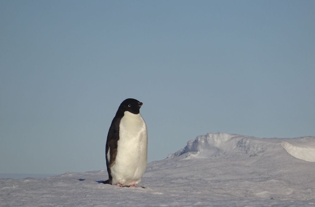 Ein Gast nahe der Station: ein Pinguin