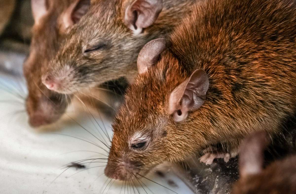 Das Amt war aufgrund von Hinweisen der Nachbarn auf die Ratten in der Wohnung aufmerksam geworden (Symbolfoto). Foto: IMAGO/Panthermedia/pawopa3336 via imago-images.de