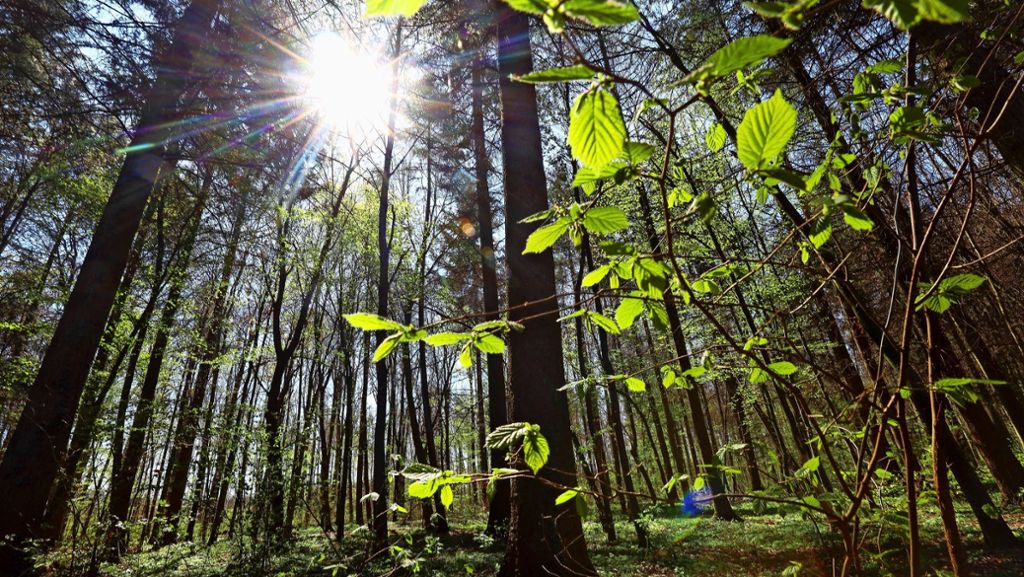 Forstwirtschaft Renningen: Das Ziel ist ein naturnaher Wald