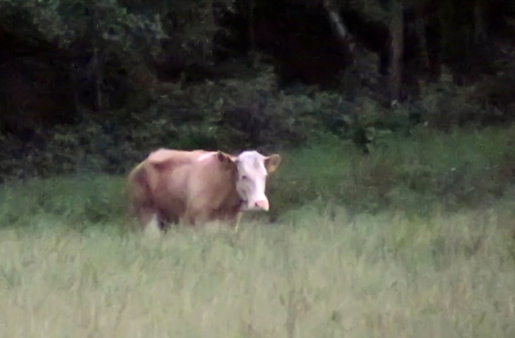 2011 sorgte ein weniger bissiges Tier für Schlagzeilen: Kuh "Yvonne" war Ende Mai von einem Bauernhof ausgebüxt, wo sie gemästet und geschlachtet werden sollte. Seitdem lebte sie frei wie ein Reh im Wald nahe der Gemeinde Zangberg in Bayern.