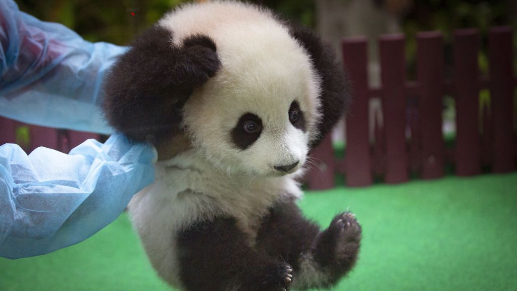 Zoo in Malaysia: Panda-Baby zeigt sich zum ersten Mal der Öffentlichkeit