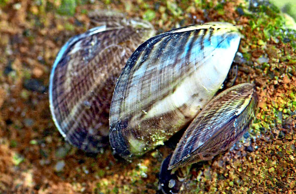 Die Quagga-Muschel wurde erstmals 2016 im Bodensee festgestellt.