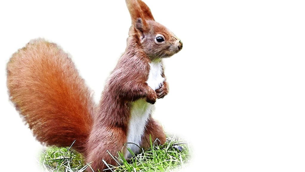Tieren droht der Hungertod: Eichhörnchenhilfe schlägt nach Hitzesommer Alarm