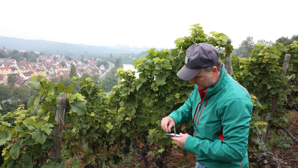 Weinfactum Bad Cannstatt: Sonnige Tage und kalte Nächte für guten Wein