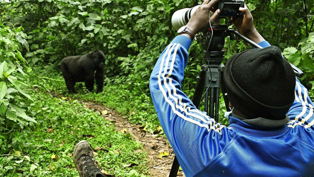  Uganda ist ein Schwelgen in Grün. Dass die „Perle Afrikas“, so einst Winston Churchill, auch Berggorillas bietet, ist ein extra Leckerli für Safari-Verliebte. 